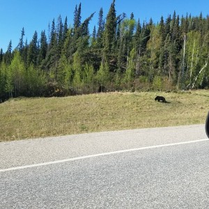 Few pics from Alaska to Washington drive.I'm currently a couple hours from Fort Nelson Here's a little black bear: