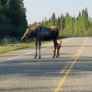 This mother moose was crossing the road, I stopped about 50 feet from her and her new born (he was still wobbly trying to walk)Then she stood there fo