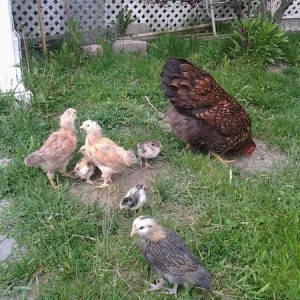 Birdlings