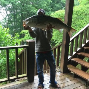 Beaver Lake AR Striper