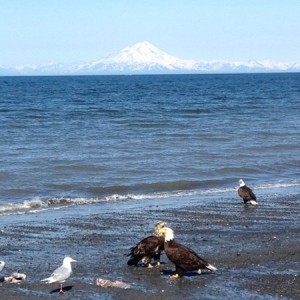 Wonderful weekend so far; 2 limits of halibut (last night and this morning). Nap time. :yawn: