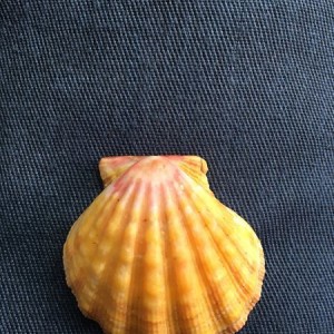 Sunrise shell
