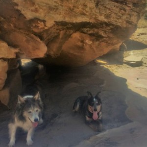 Dogs