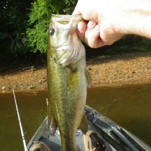 Fish1