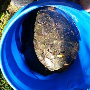 Turtle in a bucket