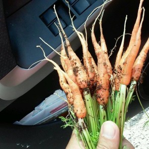 Thinin out some carrots too