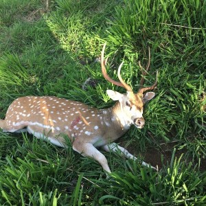 Buck down