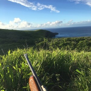 Deer patrol